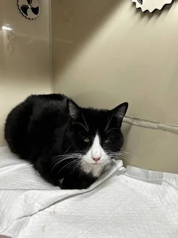 Срочно нужен донор крови для кота с панлейкопенией - Животные в Владивосток