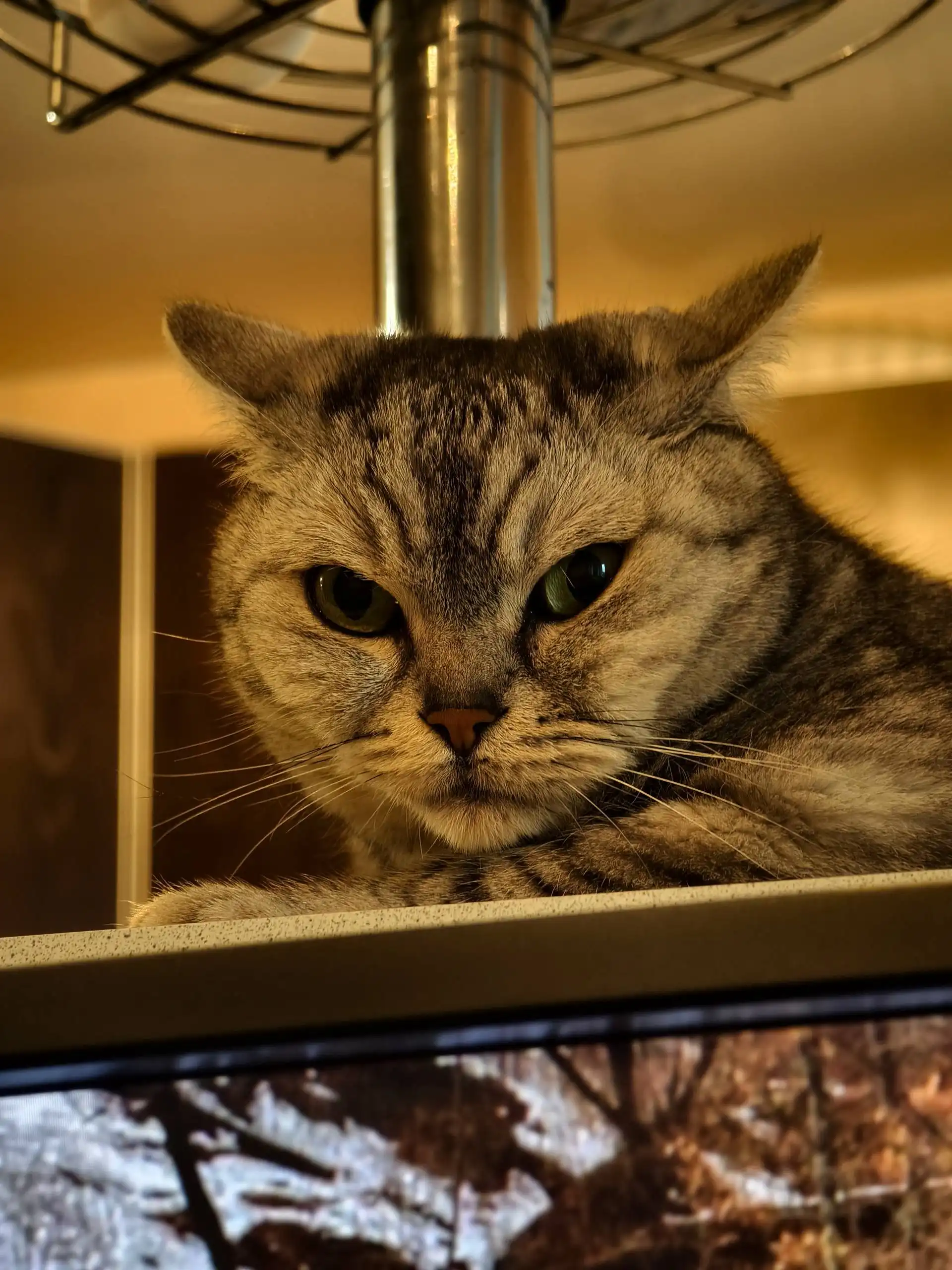 Продам смартфон Vivo x100pro в оранжевом цвете - Смартфоны (Электроника) в Владивосток