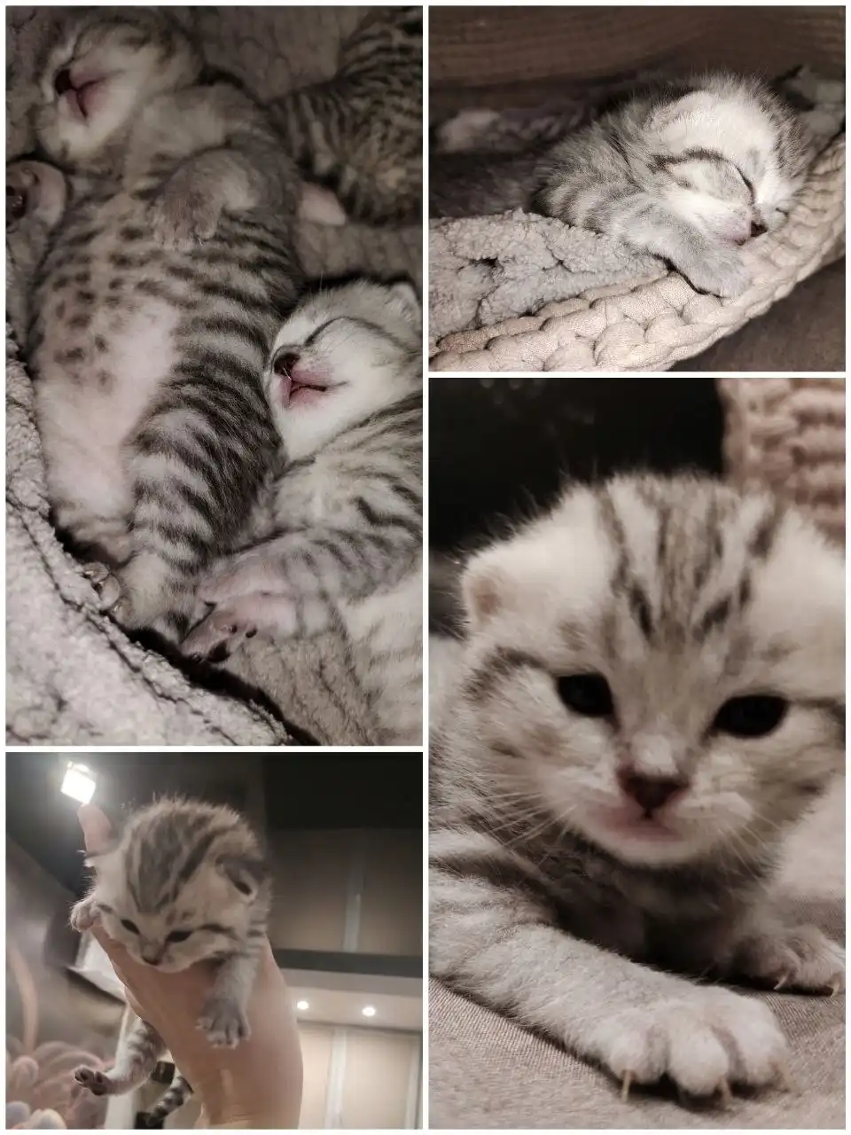 Британский котёнок окрас табби - Кошки (Животные) в Владивосток