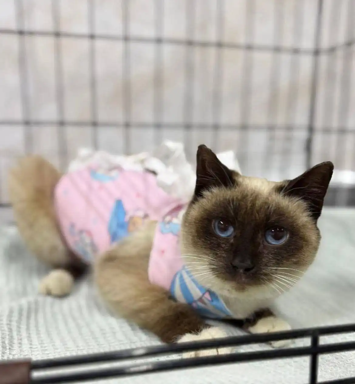 Пристройство кошки, спасенной с улицы - Кошки (Животные) в Большой Камень