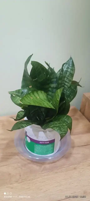 Сансевиерия во Владивостоке - Профессиональное оборудование в Владивосток