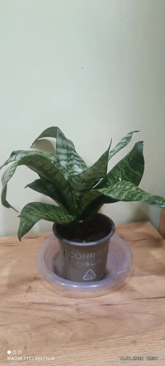 Сансевиерия во Владивостоке - Барахолка в Владивосток