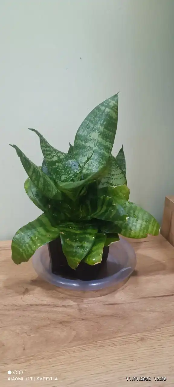 Сансевиерия во Владивостоке - Барахолка в Владивосток