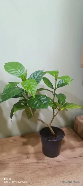 Табернемонтана на бутонах - Профессиональное оборудование в Владивосток