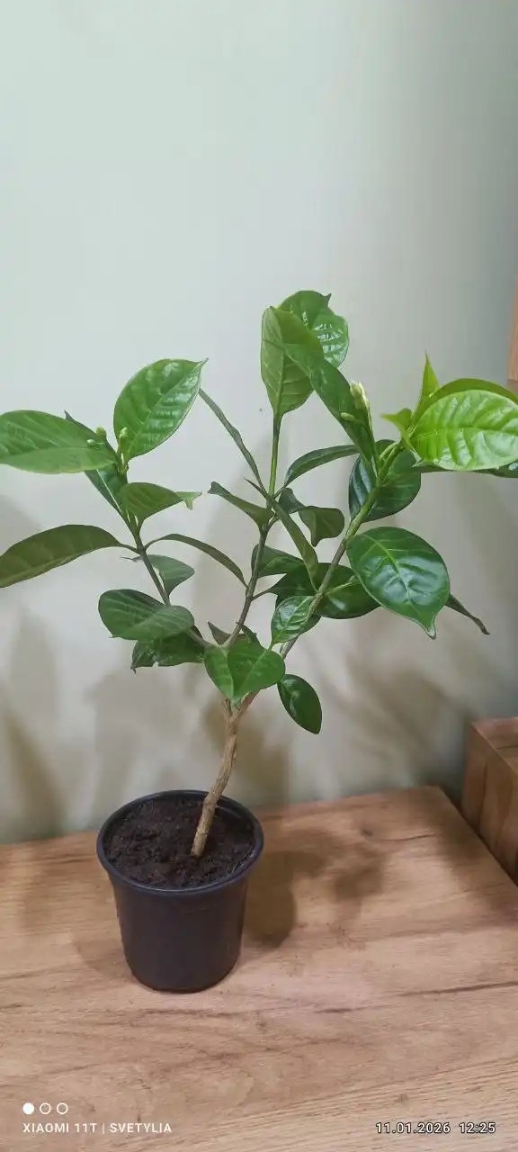 Табернемонтана на бутонах - Барахолка в Владивосток