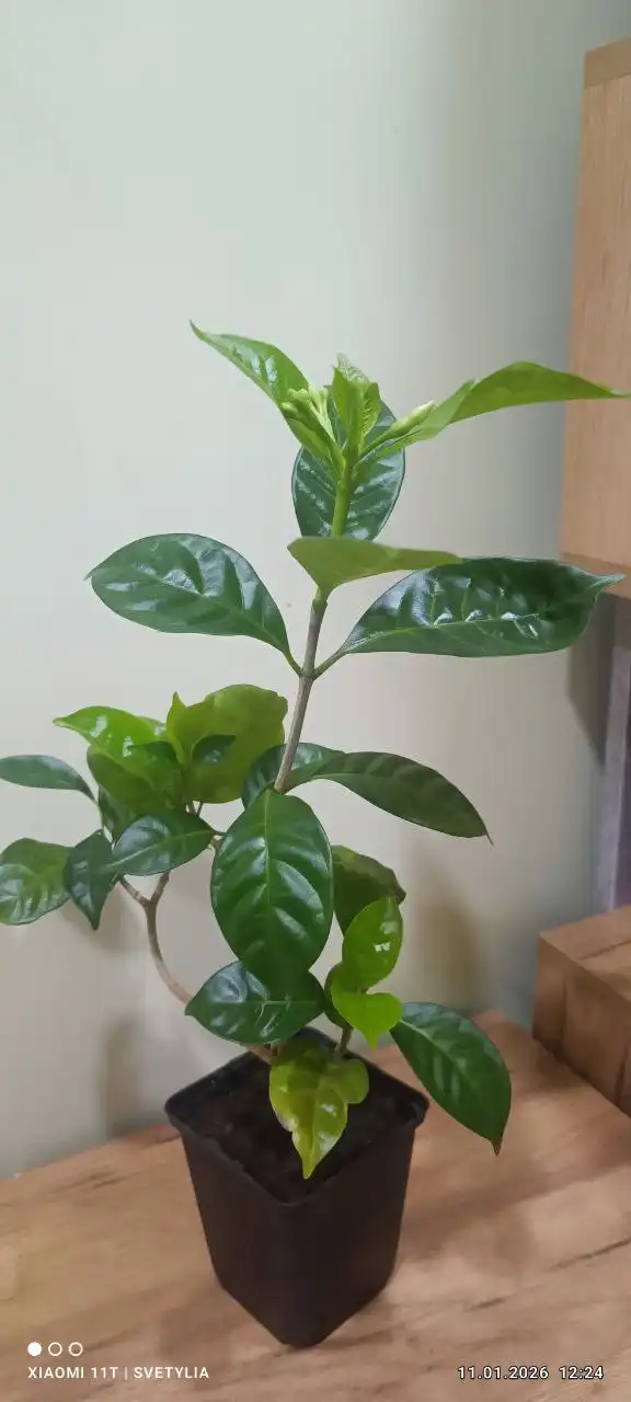 Табернемонтана на бутонах - Барахолка в Владивосток