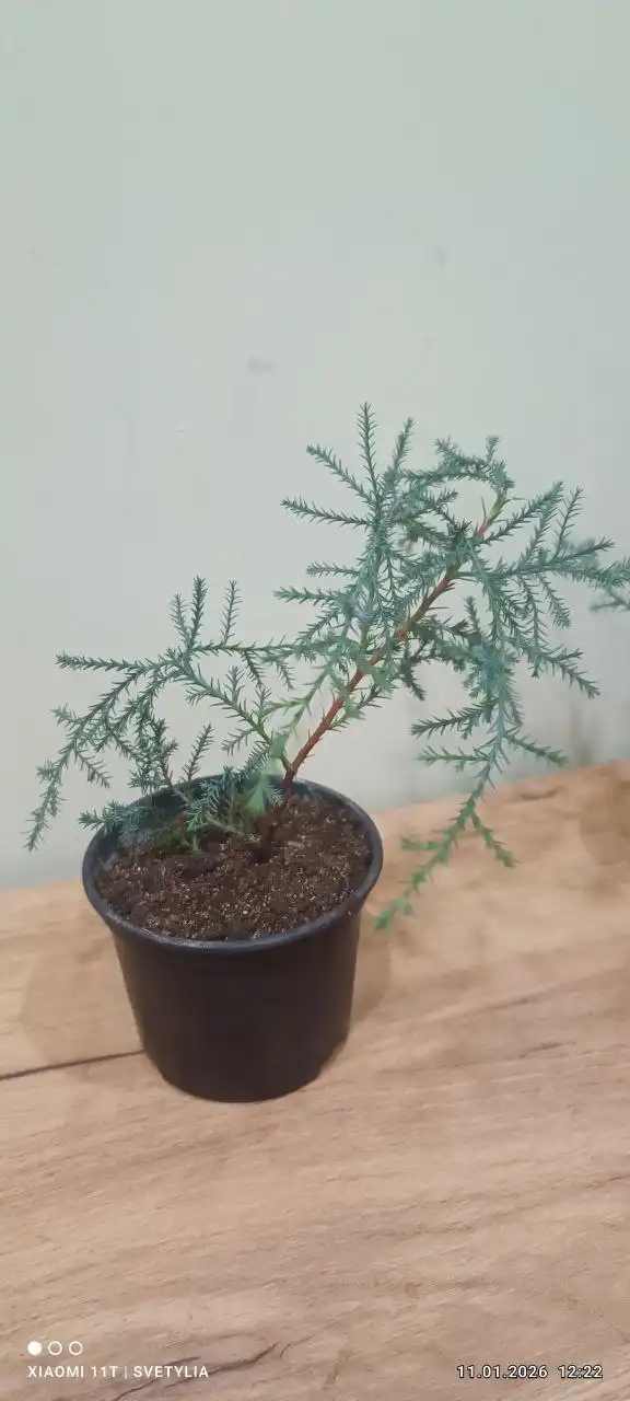 Елочка для дома - Для дома и дачи в Владивосток