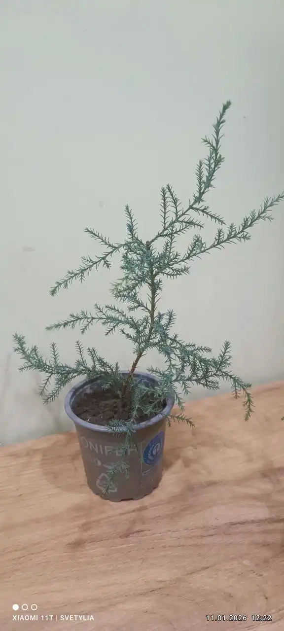 Елочка для дома - Для дома и дачи в Владивосток