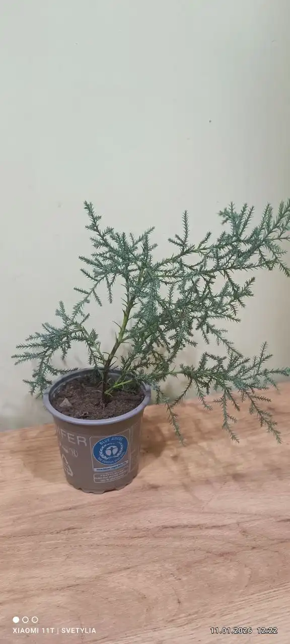 Елочка для дома - Для дома и дачи в Владивосток