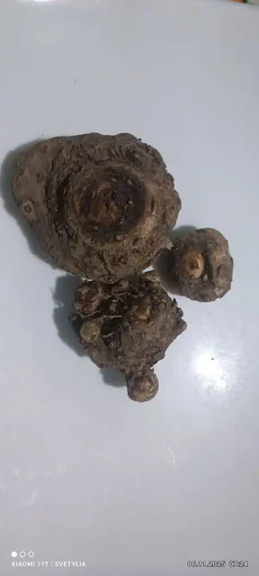 Клубни калл микс - Туризм и активный отдых в Владивосток