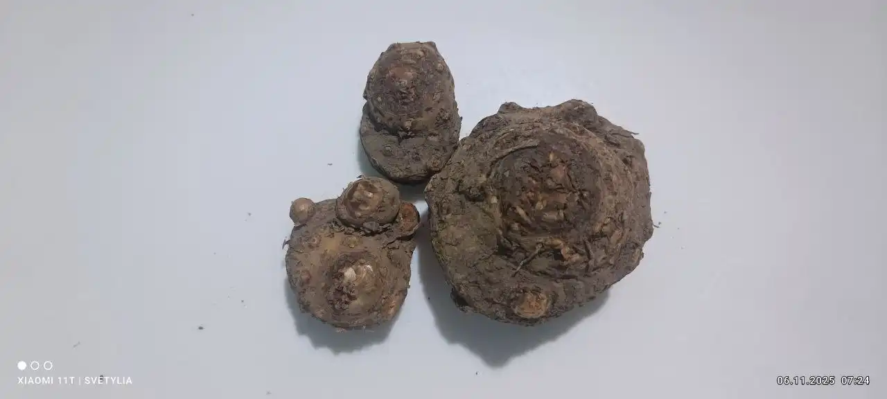 Клубни калл микс - Садоводство (Хобби и отдых) в Владивосток