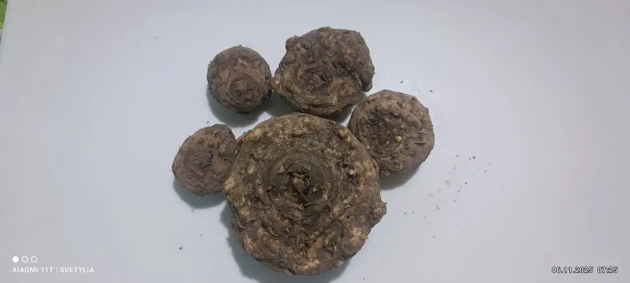 Клубни калл микс - Садоводство (Хобби и отдых) в Владивосток