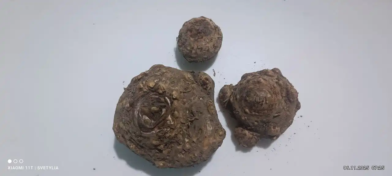 Клубни калл микс - Садоводство (Хобби и отдых) в Владивосток