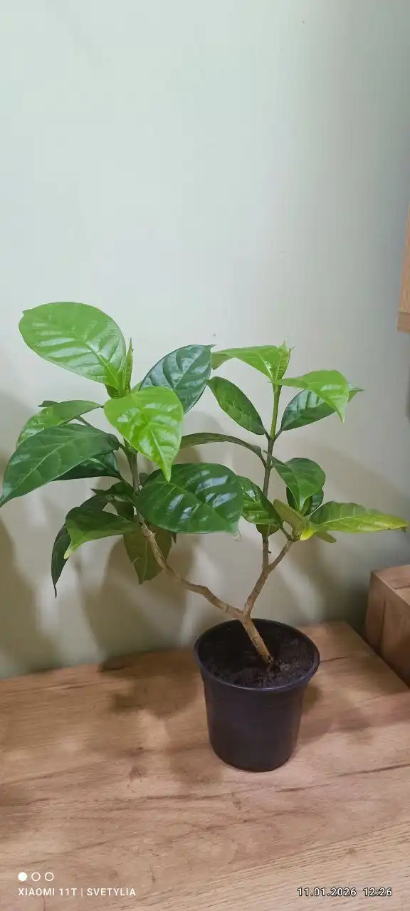 Табернемонтана 350.00 - Барахолка в Владивосток