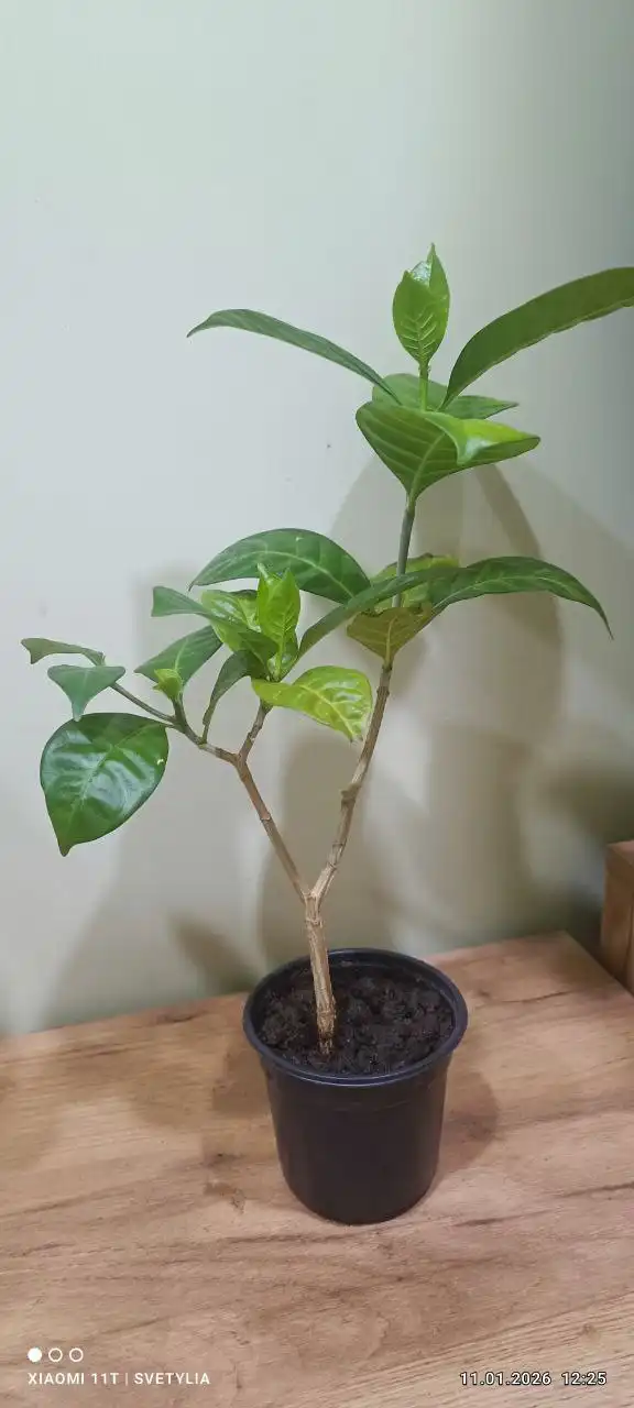 Табернемонтана 350.00 - Барахолка в Владивосток