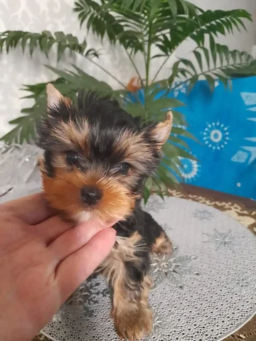 Щенок йоркширского терьера, 3 месяца, мальчик - Животные в Владивосток