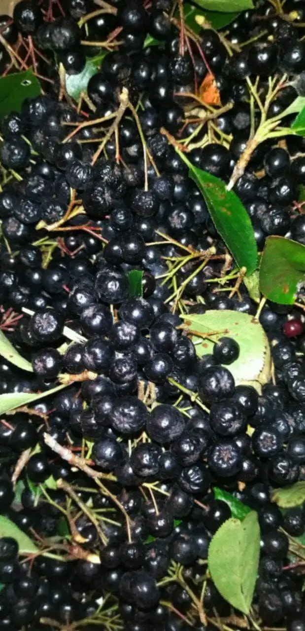 Саженцы аронии черноплодной 3-4 года - Садоводство (Хобби и отдых) в Владивосток