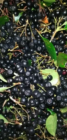 Саженцы аронии черноплодной 3-4 года - Туризм и активный отдых в Владивосток