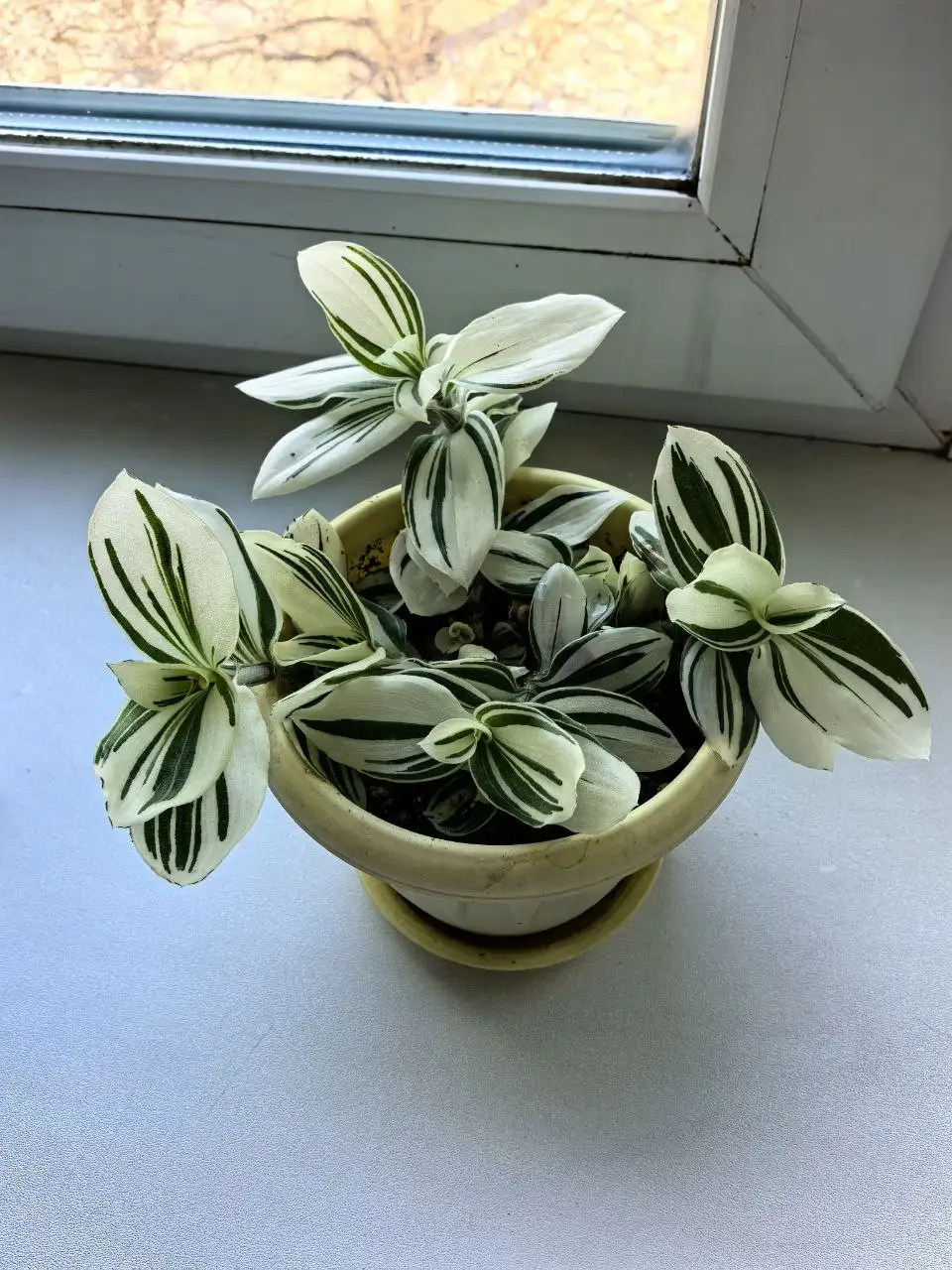 Традесканция - Барахолка в Владивосток