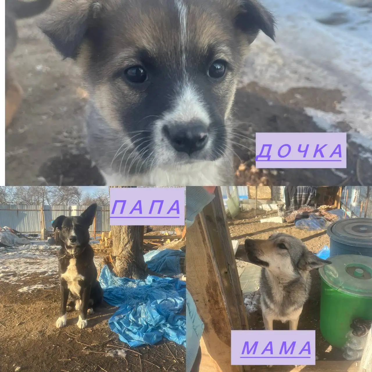 Щенки в добрые руки во Владивостоке - Собаки (Животные) в Владивосток