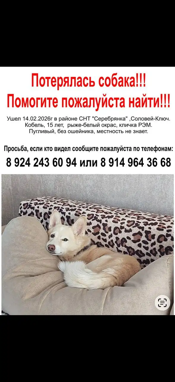 Продажа автомобиля Honda CR-V 2009 года - Внедорожники/кроссоверы (Авто) в Владивосток