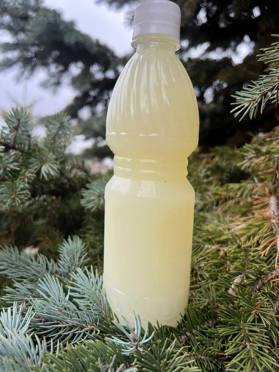 Продам Барсучий жир натуральный - Натуральные продукты/БАДы (Красота и здоровье) в Владивосток