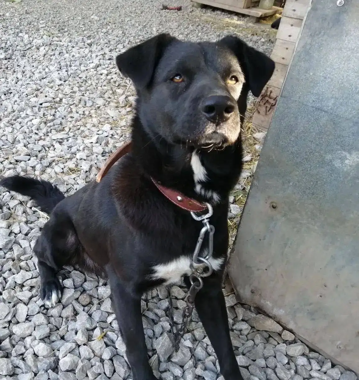 Молодой крупный пес Цыган ищет хозяев - Собаки (Животные) в Фокино