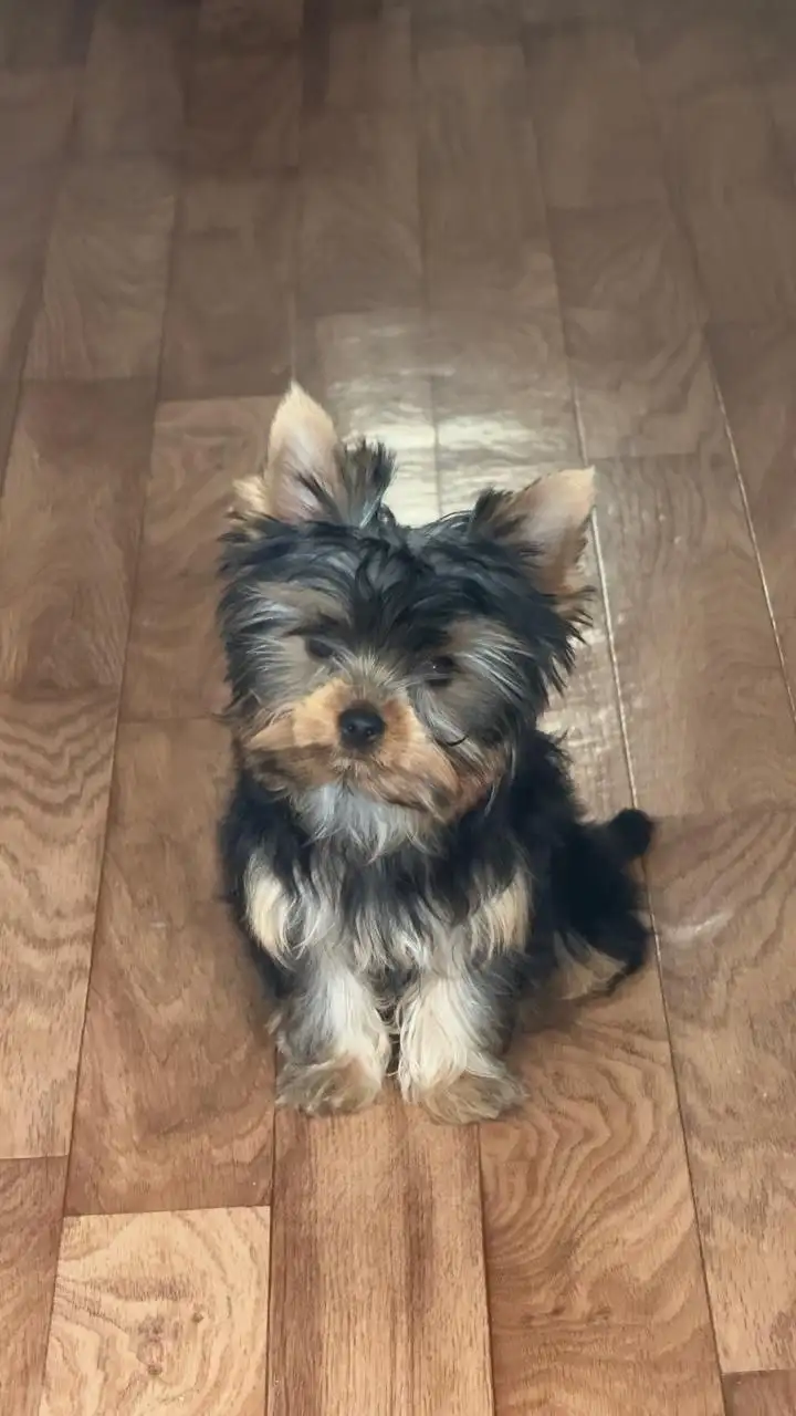 Щенок йорка с документами и прививками - Собаки (Животные) в Владивосток