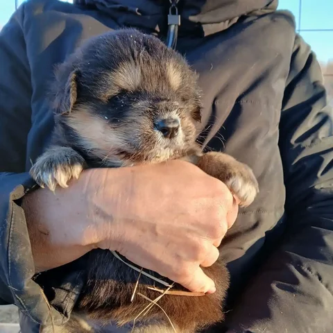 Банхареята 1 месяц с документами - Животные в Владивосток