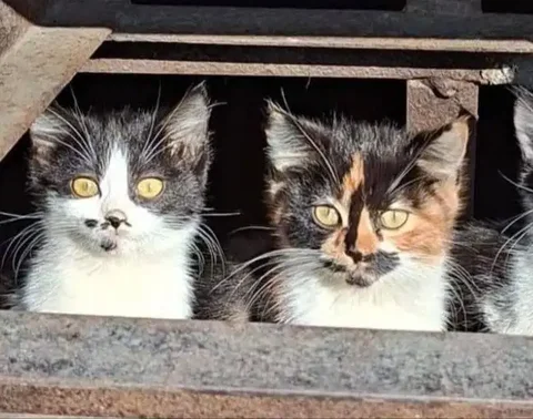 Котята ищут дом в Артеме - Кошки в Артем