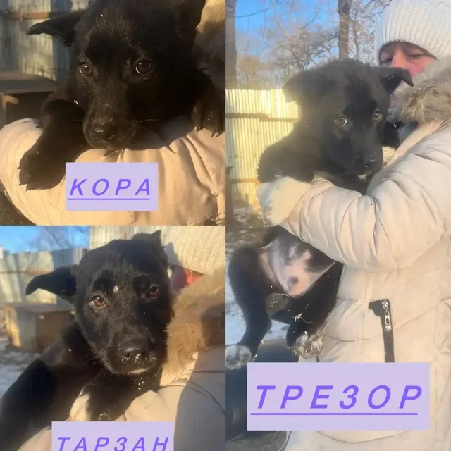 Щенки из дупла, 4 девочки и 2 мальчика - Животные в Фокино