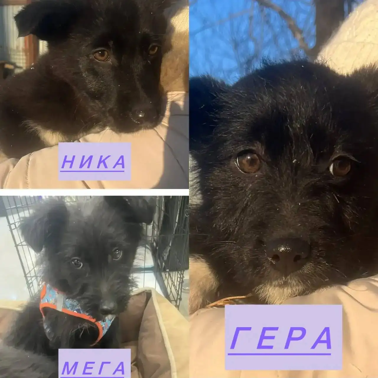 Щенки из дупла, 4 девочки и 2 мальчика - Собаки (Животные) в Фокино