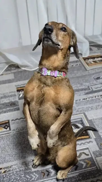 Ищем хозяев для собаки Багета - Животные в Владивосток