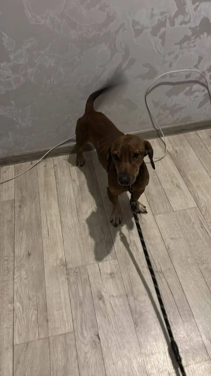 Ищем хозяев для собаки Багета - Собаки (Животные) в Владивосток