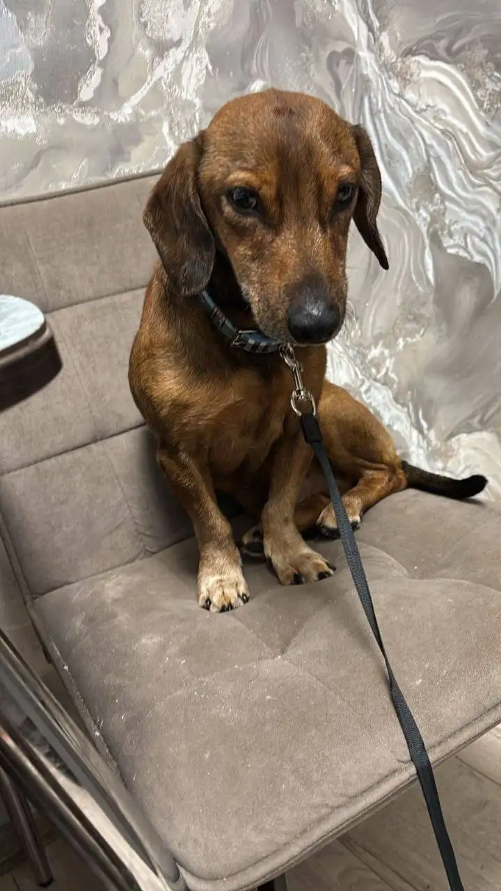 Ищем хозяев для собаки Багета - Собаки (Животные) в Владивосток