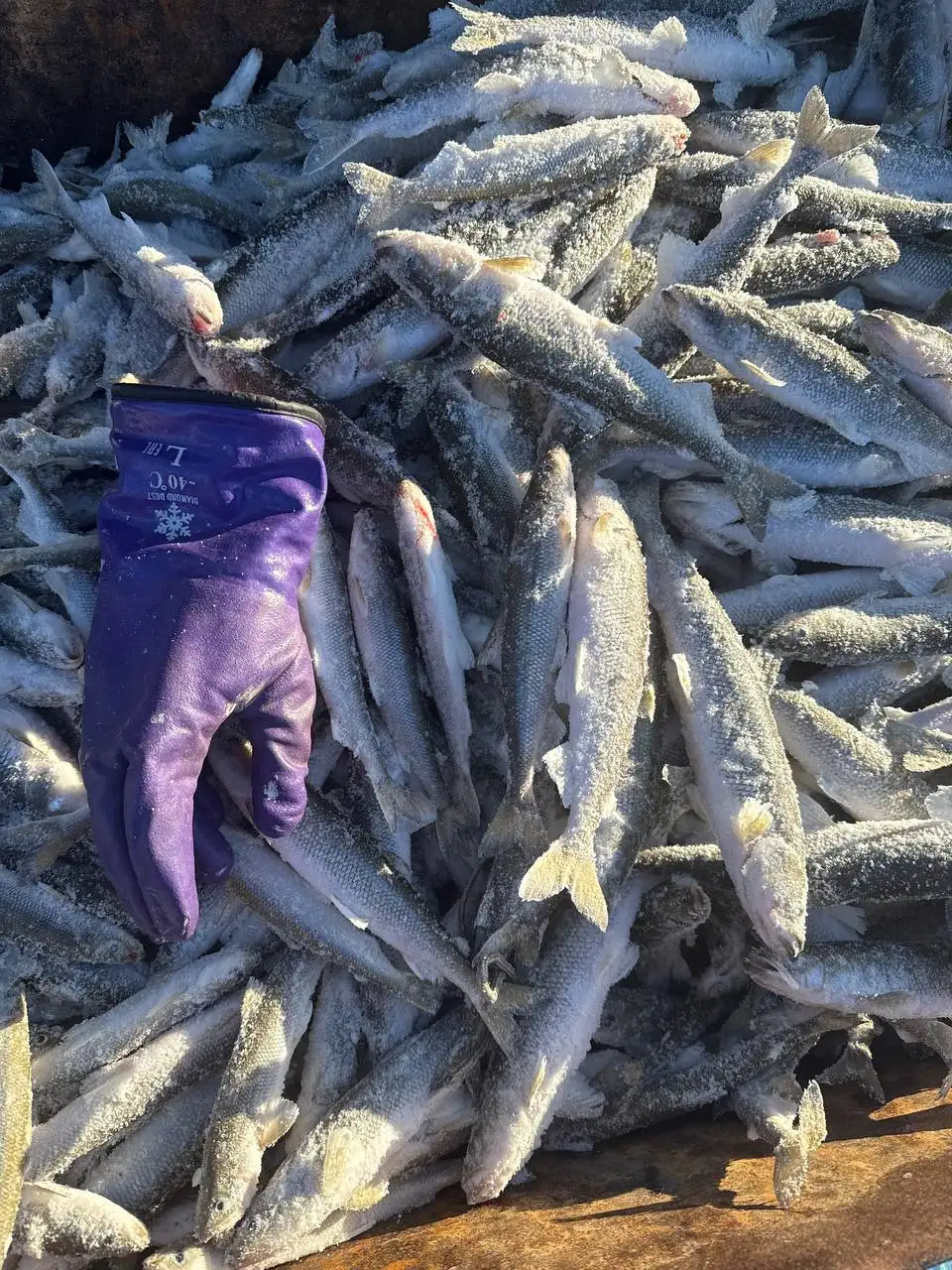 Продажа корюшки, зубатки и молоротки Охинская Ворошонка - Рыба и морепродукты (Барахолка) в Владивосток