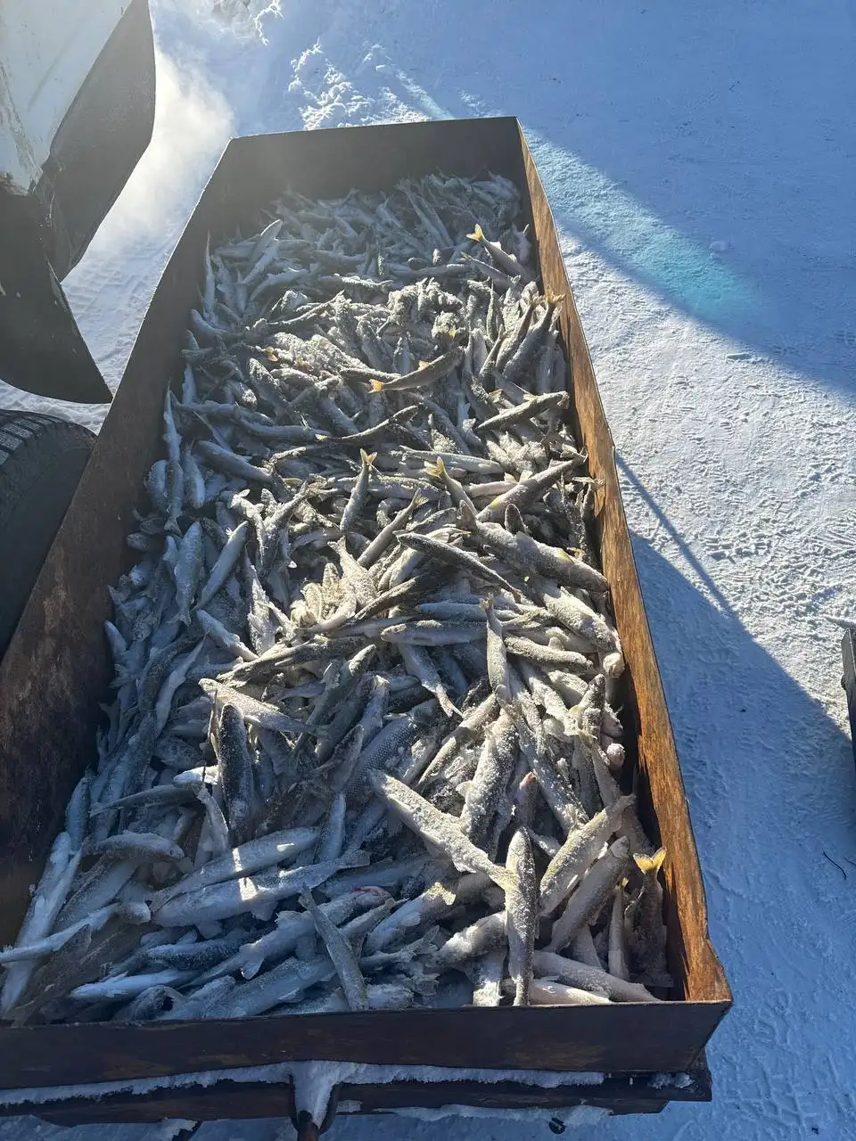 Продажа корюшки, зубатки и молоротки Охинская Ворошонка - Рыба и морепродукты (Барахолка) в Владивосток