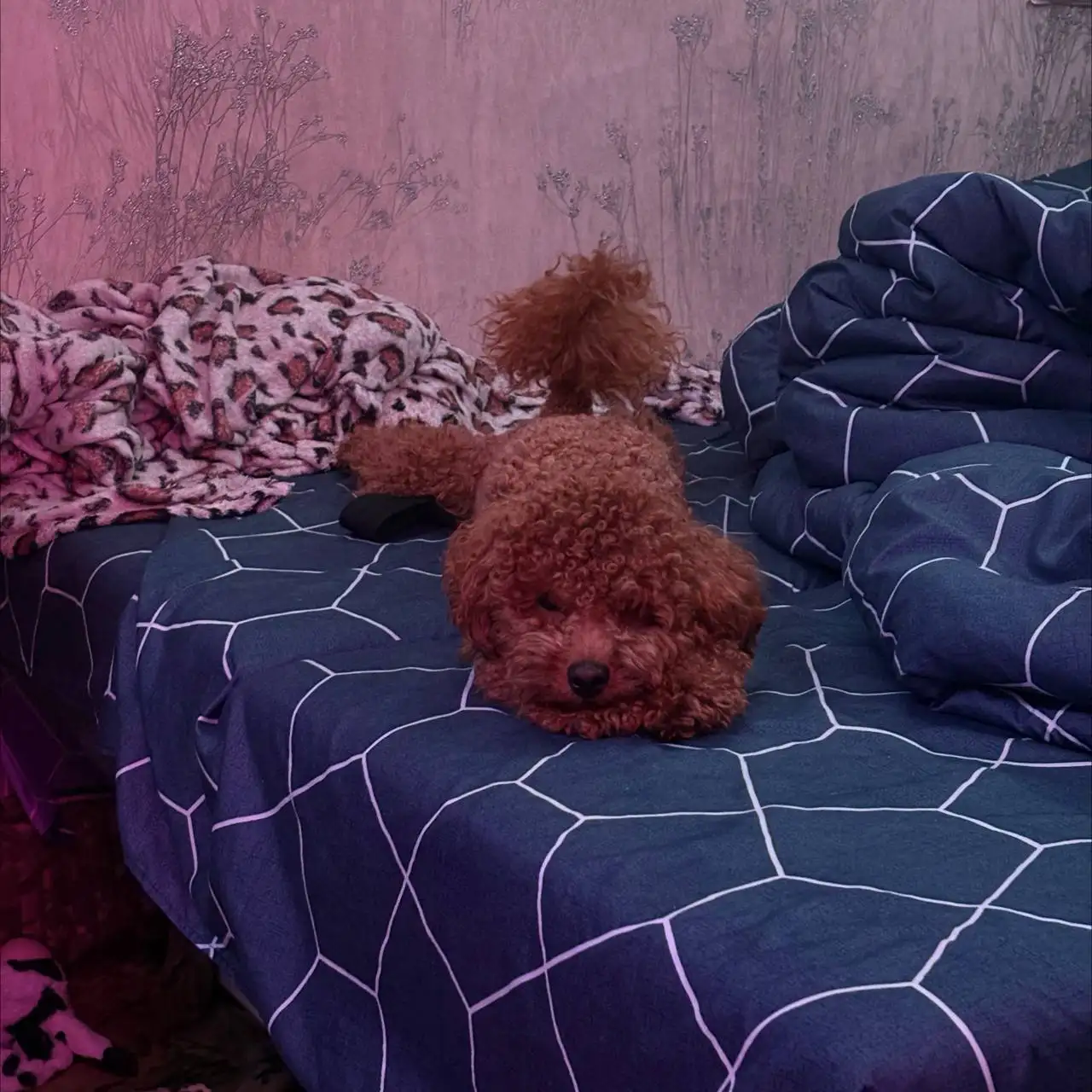 Продажа той-пуделя рыжего цвета - Собаки (Животные) в Владивосток