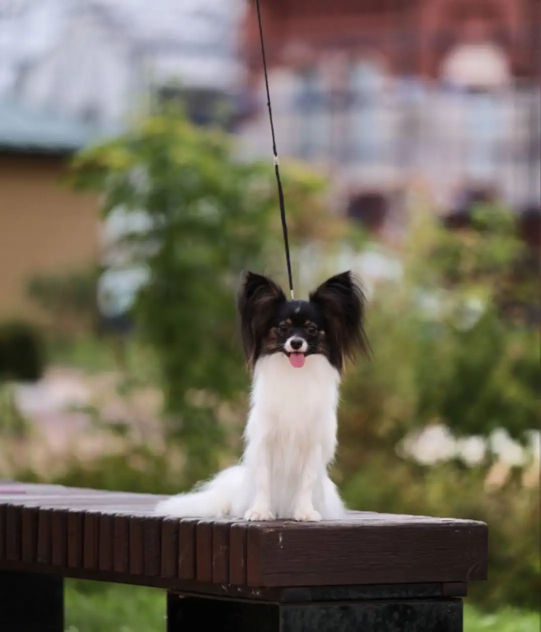 Девочка папийона Флай Форан Жизель (Эля) - Собаки (Животные) в Владивосток