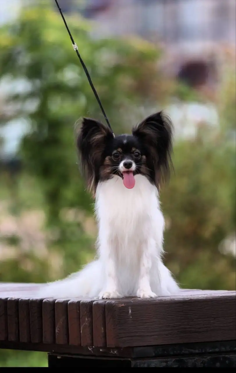 Девочка папийона Флай Форан Жизель (Эля) - Собаки (Животные) в Владивосток