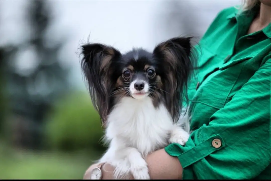 Девочка папийона Флай Форан Жизель (Эля) - Собаки (Животные) в Владивосток