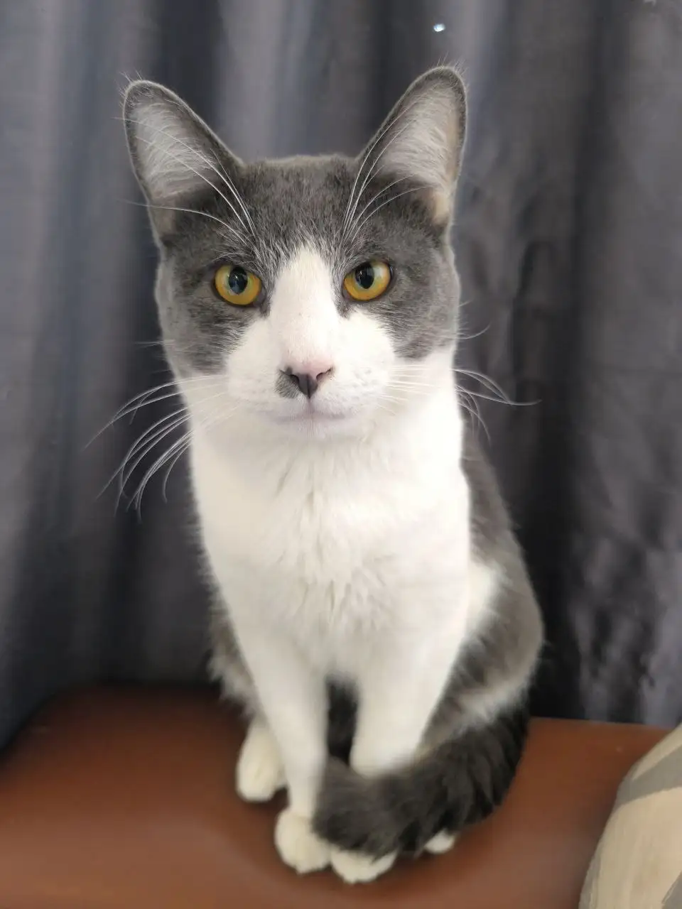 Тим и Черный ищут прекрасных родителей - Животные в Владивосток