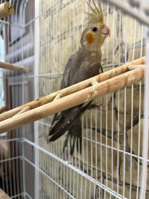 Продажа двух попугаев Карела с клеткой - Птицы в Владивосток