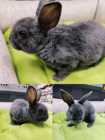 Продается декоративный кролик породы Цветной карлик - частное объявление в Артем