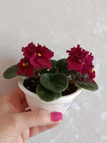 Фиалка сортовая первое цветение - Коньки в Владивосток