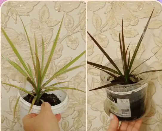 Продажа драцены двух видов - Растения (Барахолка) в Владивосток