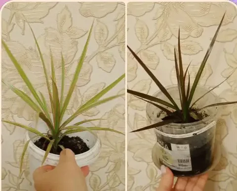 Продажа драцены двух видов - Игры в Владивосток