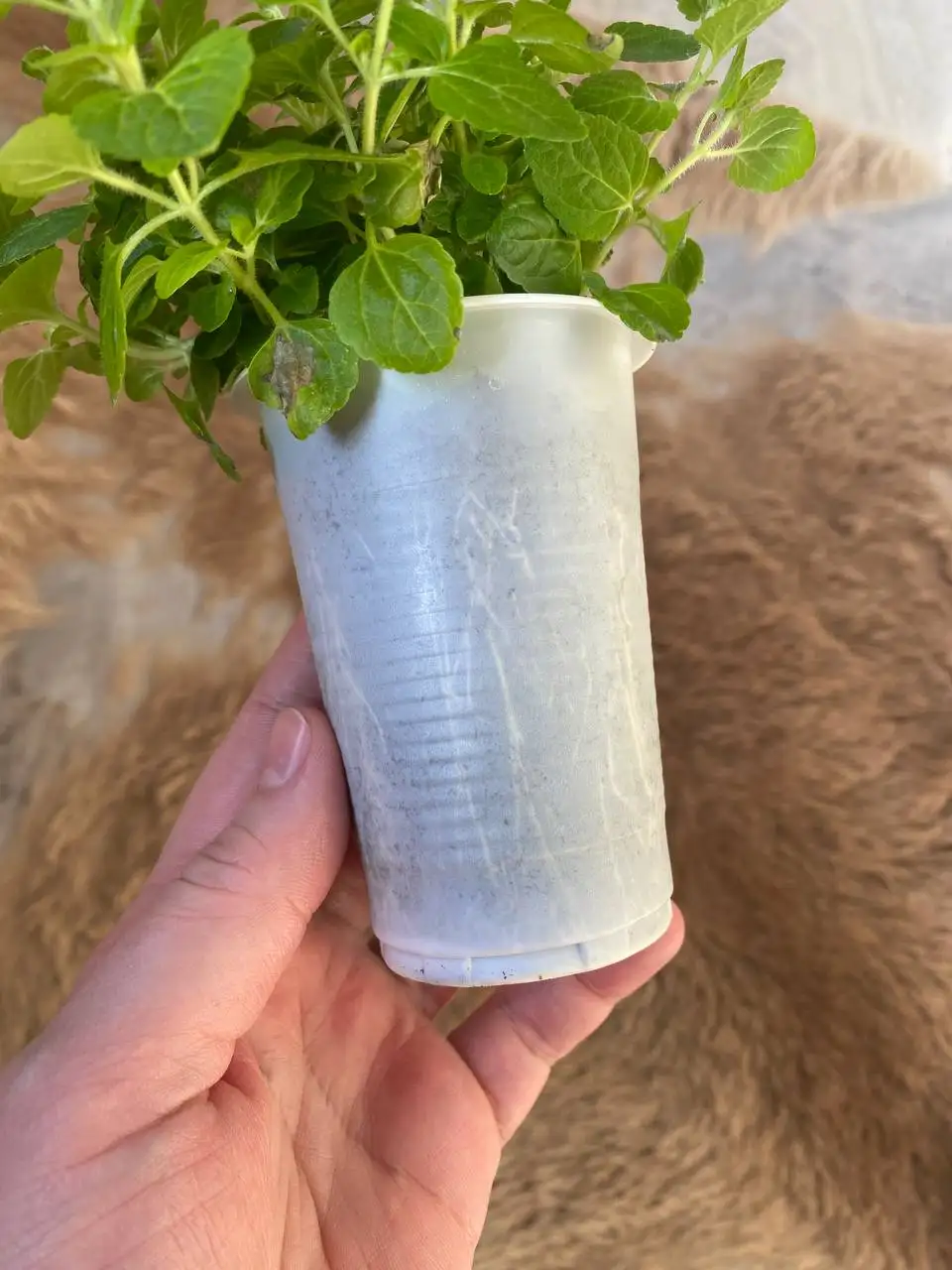 Саженцы агератума с хорошей корневой - Растения (Барахолка) в Владивосток