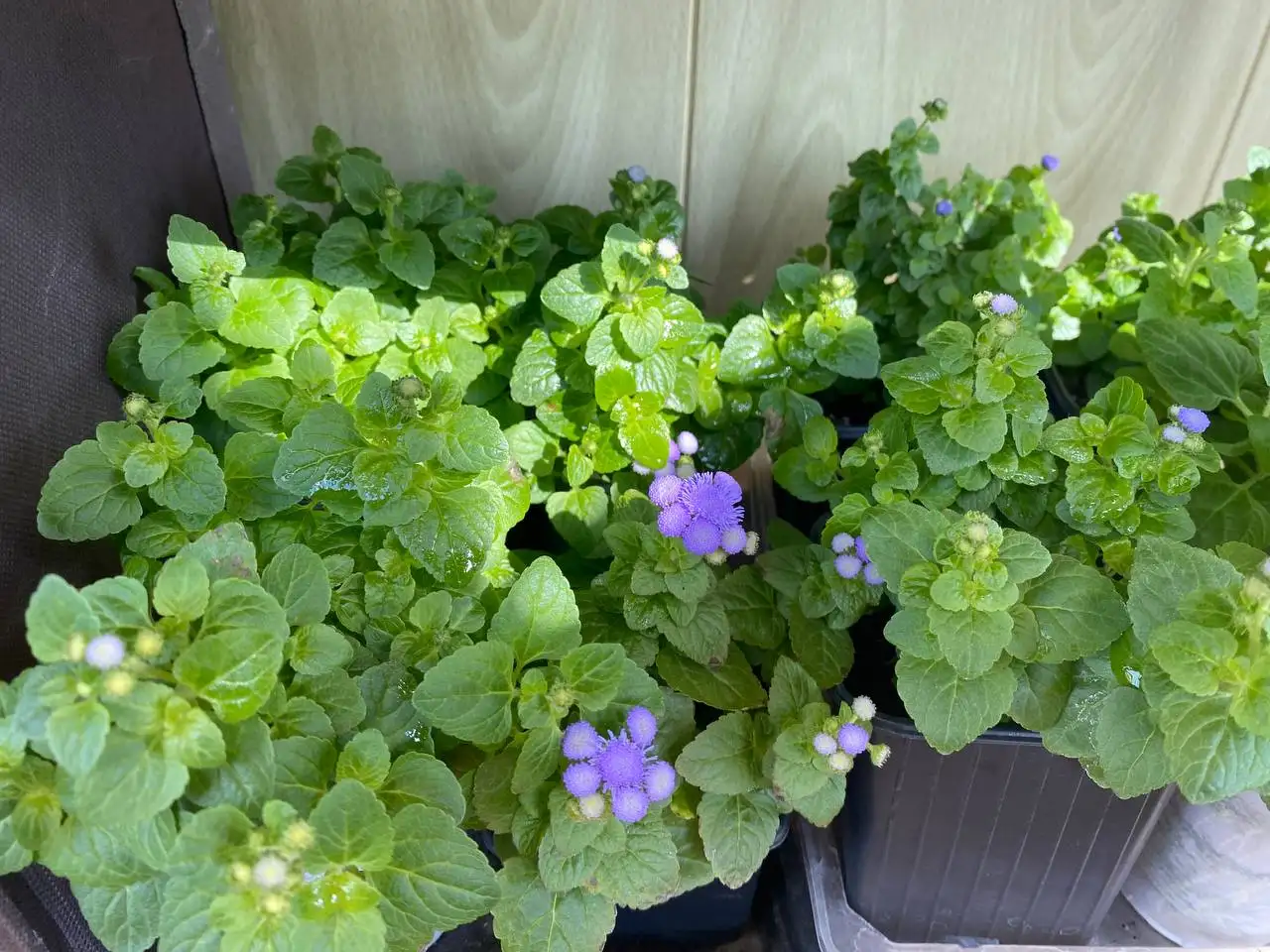 Саженцы агератума с хорошей корневой - Растения (Барахолка) в Владивосток