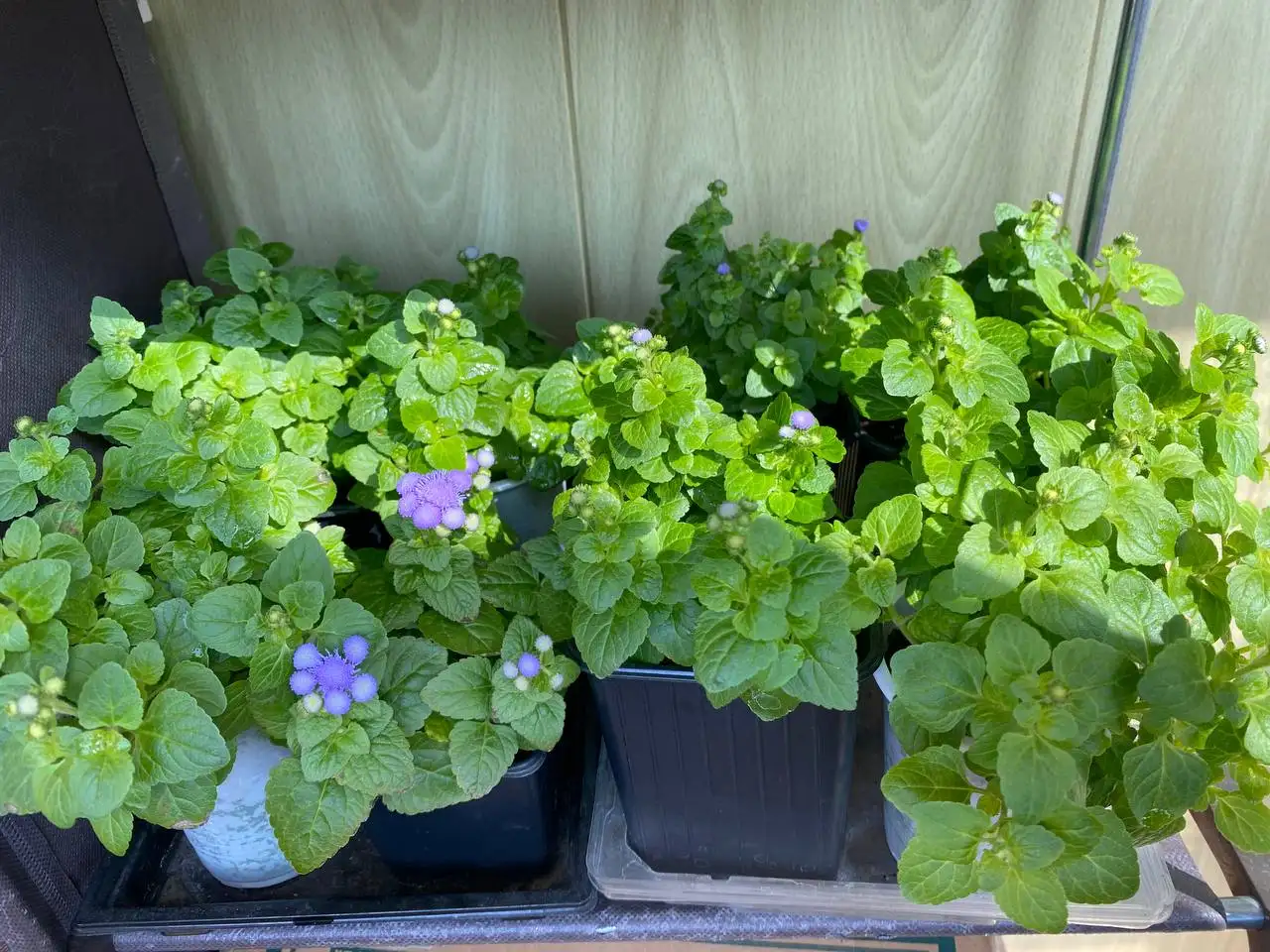 Саженцы агератума с хорошей корневой - Растения (Барахолка) в Владивосток